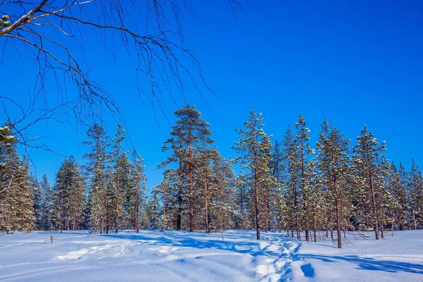 Aktif Aşırı Turizm Kavramı Kış Soğuk Güneşli Bir Masal Lapland — Stok fotoğraf