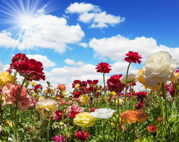 Голубое Небо Светлые Облака Великолепное Поле Цветущих Садовых Лютиков Разноцветные — стоковое фото