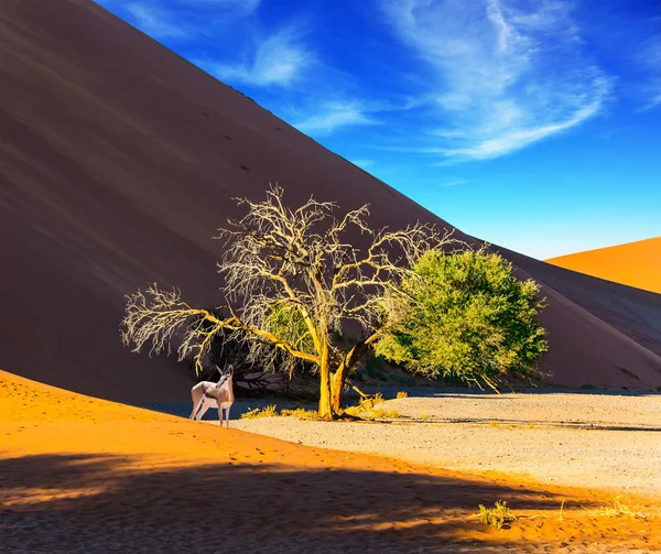 Намібія Південна Африка Захід Сонця Пустелею Наміб Концепція Екстремальних Екзотичних — стокове фото