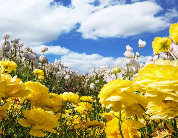 Magnifique Champ Boutons Blancs Jaunes Fleurs Image Est Faite Par — Photo