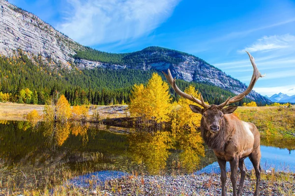 Kanadský Jelen Rozvětveným Rohy Břehu Jezera Jezero Abraham Kolosální Rybník — Stock fotografie