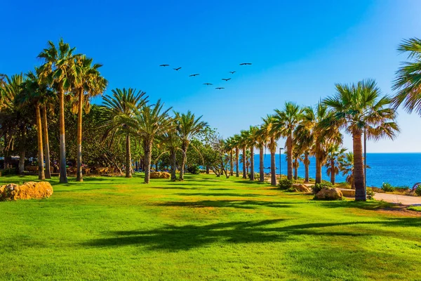 Insel Mittelmeer Das Konzept Eines Klassischen Strandurlaubs Palmenhain Und Grüne — Stockfoto