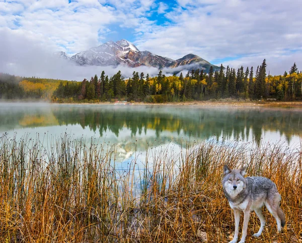 The concept of ecological tourism. Gray Canadian wolf in the Rockies of Canada. Morning mist spreads over the forest