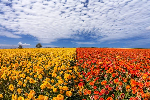 Concept Rural Tourism Light Cirrus Clouds Portend Warm Day Magnificent — Stock Photo, Image