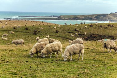 Denize yakın bir çayırda otlatma koyun sürüsü. South Island, Yeni Zelanda için egzotik yolculuk. Aktif ve ekolojik turizm kavramı