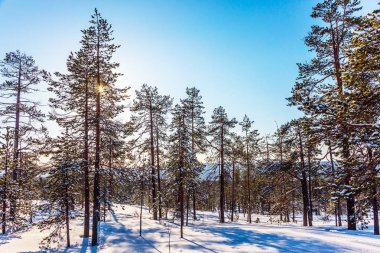  Lapland Noel. Güneşli kış günü değil yoğun karda ahşap. Yemyeşil kar kayak parkurları. Egzotik ve aşırı seyahat kavramı