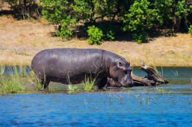  Okavango Deltası, Chobe Ulusal Parkı, Botsvana'da aşırı Turizm kavramı. Suaygırları nehre ailesi