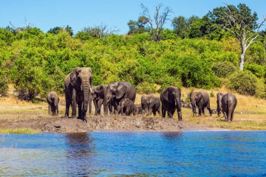  Okavango Deltası'nda sulama. Botswana'da Chobe Ulusal Park. Afrika filleri sığ suda nehri geçerken sürüsü. Aktif ve egzotik turizm kavramı