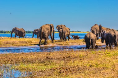 Filler yetişkin ve sığ suda bir nehir geçiş yavrularını sürüsü. Okavango Deltası'nda sulama. Botsvana Chobe Ulusal parkta