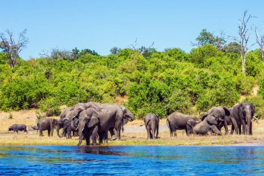  Okavango Deltası'nda sulama. Aktif ve egzotik Turizm kavramı. Botswana'da Chobe Ulusal Park. Sürüsü sığ suda Nehri geçerken Afrika