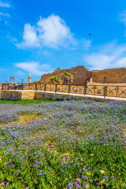 Bahar günü İsrail. Eflatun çiçekler sahil üzerinde. Antik kenti ve Caesarea liman kalıntıları. Arkeolojik ve tarihsel turizm kavramı