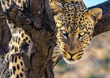 Egzotik ve aşırı turizm kavramı. Mutlu ve iyi beslenmiş leopar ağaca dinleniyor. Besleme sonra Afrika benekli leopar. Namibya için seyahat