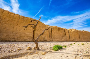 Taş Eilat sahil beldesi çöl. Rota doğal siyah kanyonda başlar. Garip bir şekilde kavisli ahşap kurutulmuş