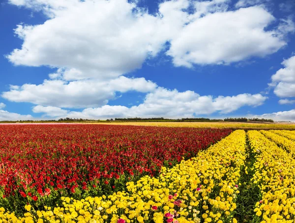 Nubes Cúmulos Exuberantes Cielo Azul Sur Israel Día Primavera Campo — Foto de Stock