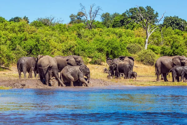 Watering Okavango Delta Africa Oldest National Park Botswana Chobe National — Stock Photo, Image