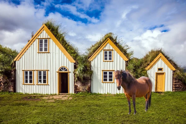 Concept Historical Cultural Tourism Rural Pastoral Sleek Icelandic Horse Grazes — Stock Photo, Image