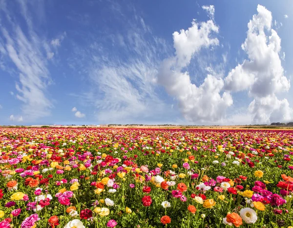 グリーティング カード 夏の日 イスラエルの南 美しいマルチカラー庭キンポウゲや巻雲の雲 生態学的な農村の概念と Phototourism — ストック写真