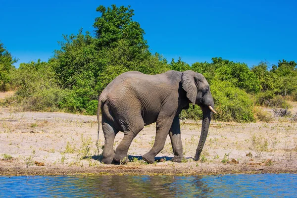 Parque Nacional Chobe Botswana Concepto Turismo Exótico Elefante Africano Solitario — Foto de Stock