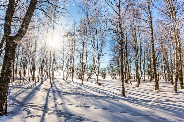 Saaie Polar Winterzon Zonsondergang Lange Schaduwen Sneeuw Het Concept Van — Stockfoto