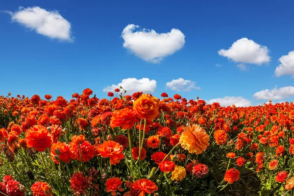 Konzept Des Ländlichen Tourismus Und Agrotourismus Luxus Ranunkeln Garten Der — Stockfoto