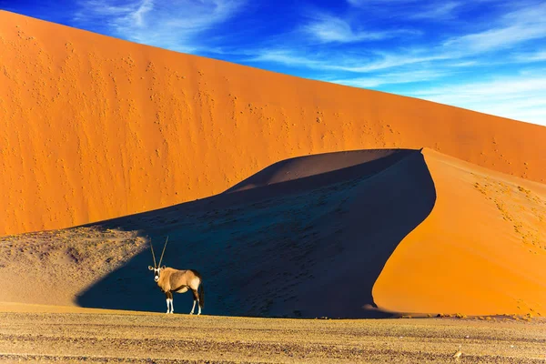 Намибия Южная Африка Закат Пустыне Орикс Стоит Дороге Острая Граница — стоковое фото