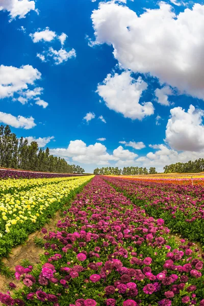Caminhe Dia Sol Brilhante Campo Agrícola Grandes Flores Borboletas Jardim — Fotografia de Stock