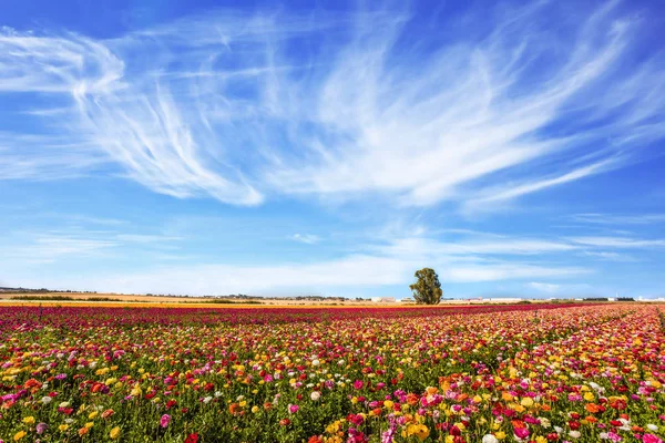Kibbutz Południu Izraela Wielki Tydzień Wiosna Izraelu Dziedzinie Kwitnących Ogród — Zdjęcie stockowe