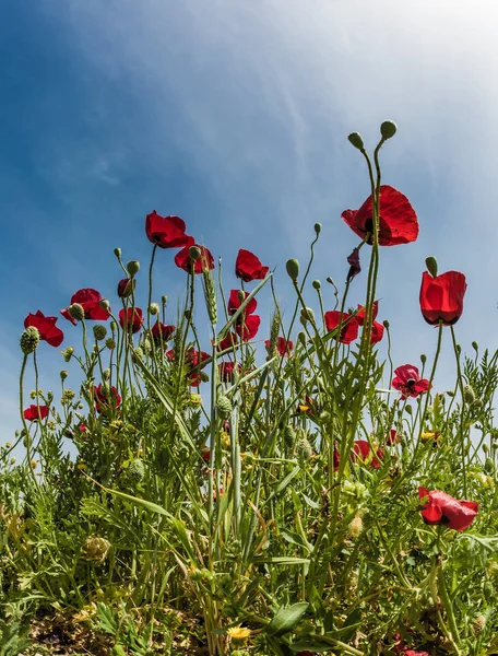 Vento Sul Começa Khamsin Campo Anêmonas Vermelhas Florescendo Família Buttercups — Fotografia de Stock