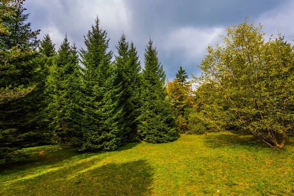 Resa Till Fantastiska Land Kroatien Plitvice Lakes Pittoreska Skogskanten Barrskog — Stockfoto