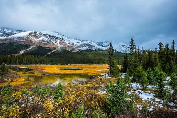 Wetland Aan Voet Van Met Sneeuw Bedekte Bergen Gele Gras — Stockfoto