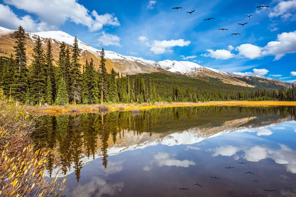 Bandada Aves Refleja Agua Suave Del Lago Montañas Rocosas Día —  Fotos de Stock