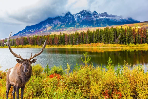 Nádherný Jelen Rohy Pasoucí Jezeře Rocky Mountains Kanada Údolí Podél — Stock fotografie