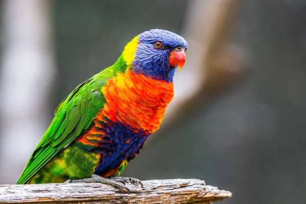 Austrália Papagaio Multicolorido Brilhante Australian Lorikit Senta Ramo Conceito Ecoturismo — Fotografia de Stock