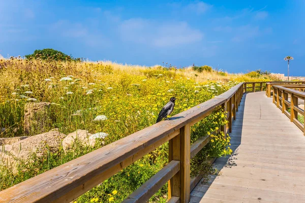 Wooden Pedestrian Road Flowering Grassy Meadow Wooden Railing Sits Gray — Stock Photo, Image