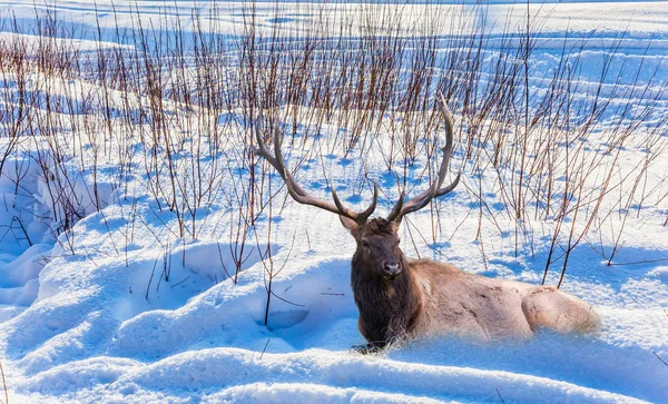 Prächtige Hirsche Mit Verzweigten Hörnern Die Schnee Ruhen Kalter Wintersonnenuntergang — Stockfoto