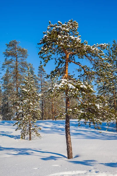 ラップランド 深い雪の中に青色の影があります 冷ややかな晴れた日の冬のおとぎ話 アクティブな観光の概念 — ストック写真