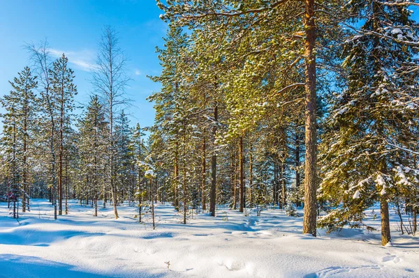 Círculo Ártico Viaje Cuento Hadas Invierno Bosque Año Nuevo Nieve — Foto de Stock