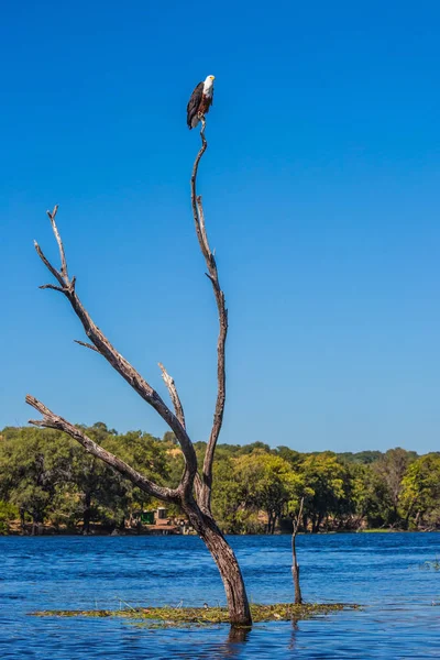 Africké Ryby Orel Suchý Strom Řece Zambezi Koncept Extrémní Exotické — Stock fotografie
