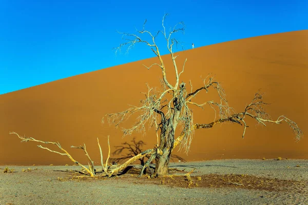 Pohádkový Svět Západ Slunce Namibie Jižní Afrika Obří Žluté Duny — Stock fotografie