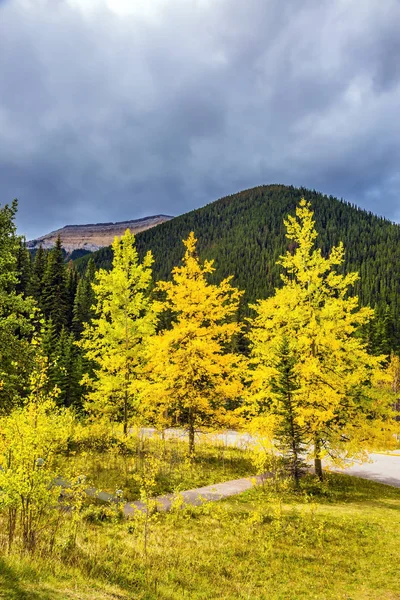 Road Autumn Forest Oktober Rocky Mountains Canada — Stock Photo, Image