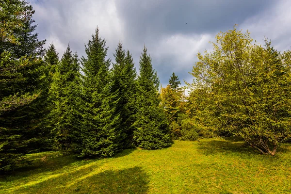 Pitoresk Orman Kenarı Iğne Yapraklı Orman Içinde Hırvatistan Plitvice Lakes — Stok fotoğraf