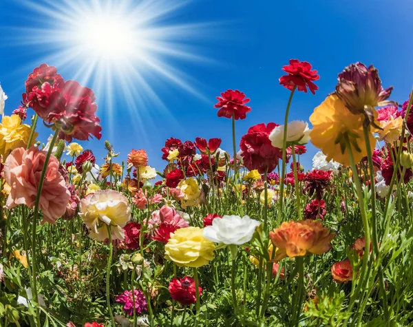 Wspaniałe Pole Białe Kwitnące Jaskry Kwitnące Wiosną Wiosenne Słońce Świeci — Zdjęcie stockowe