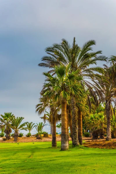 Popular Seaside Resort Southern Mediterranean Tall Slender Palm Trees Well — Stock Photo, Image