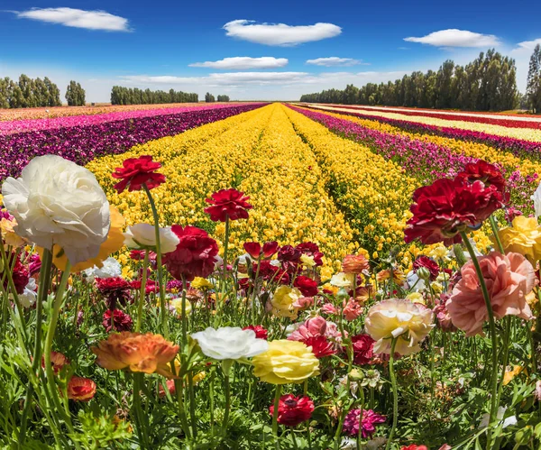 Bloeiende Inzake Tuin Boterbloemen Een Zonnige Lentedag Pracht Van Bloei — Stockfoto