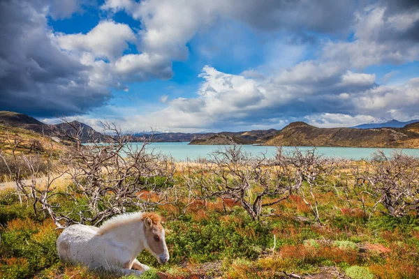 Cavalo Branco Descansando Margem Lago Conceito Ecoturismo Chile Patagônia Parque — Fotografia de Stock