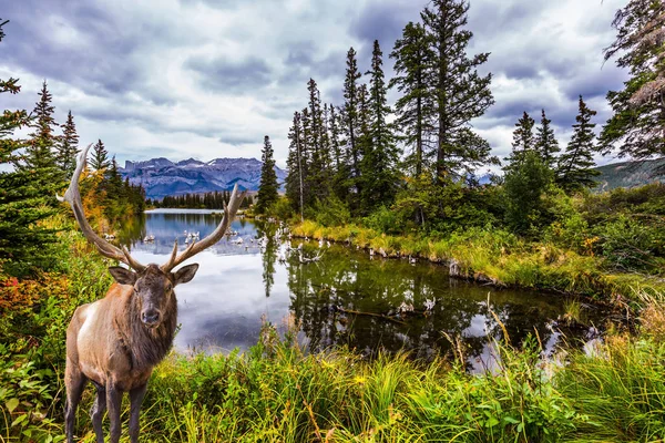 Valley Pocahontas Road Gorgeous Deer Horns Grazing Lake Rocky Mountains — Stock Photo, Image