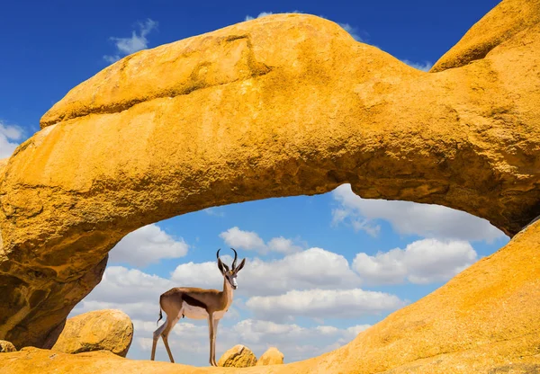 Antelope Springbok Los Arcos Desierto Spitskoppe Viajar África Concepto Turismo — Foto de Stock