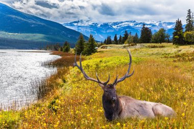 Dallı boynuzları olan asil geyik
