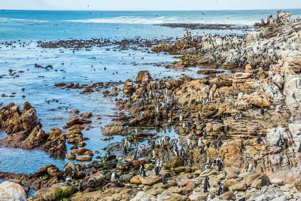 岩ペンギン コロニー — ストック写真