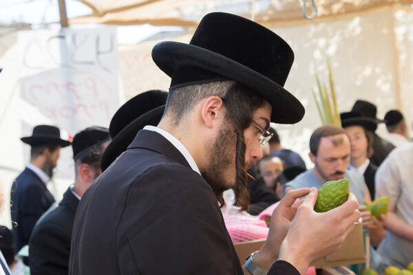 Religious Jew checking ritual plant etrog